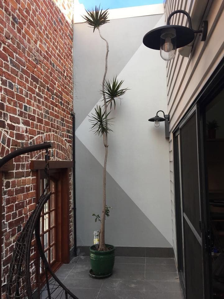 Painted courtyard with a two-tone feature wall, brick return and potted yucca